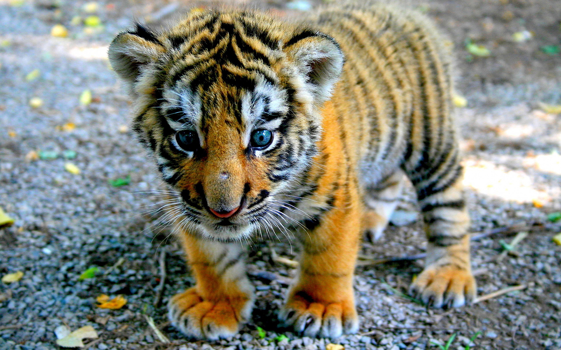 Widescreen Baby Tiger Images - HD Wallpaper 