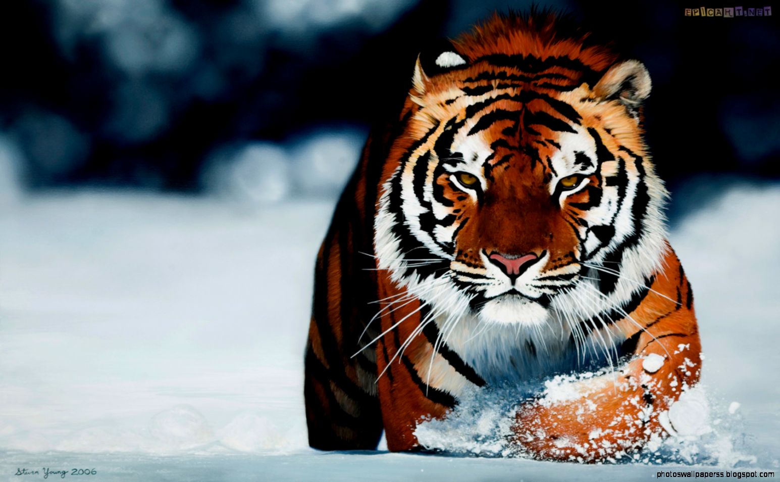 Siberian Tiger - Tigre De La Nieve - HD Wallpaper 