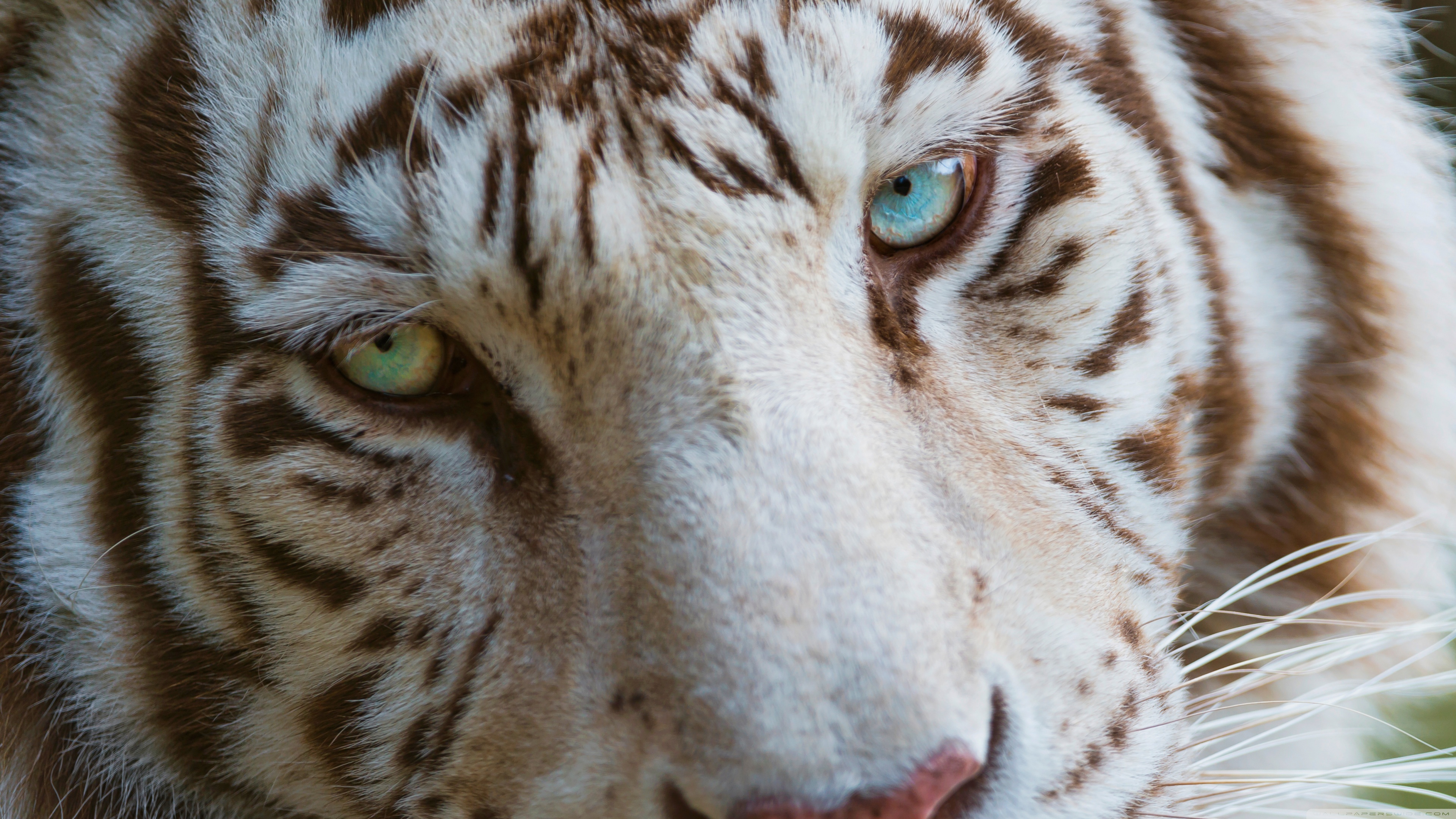 White Tiger Full Hd - HD Wallpaper 
