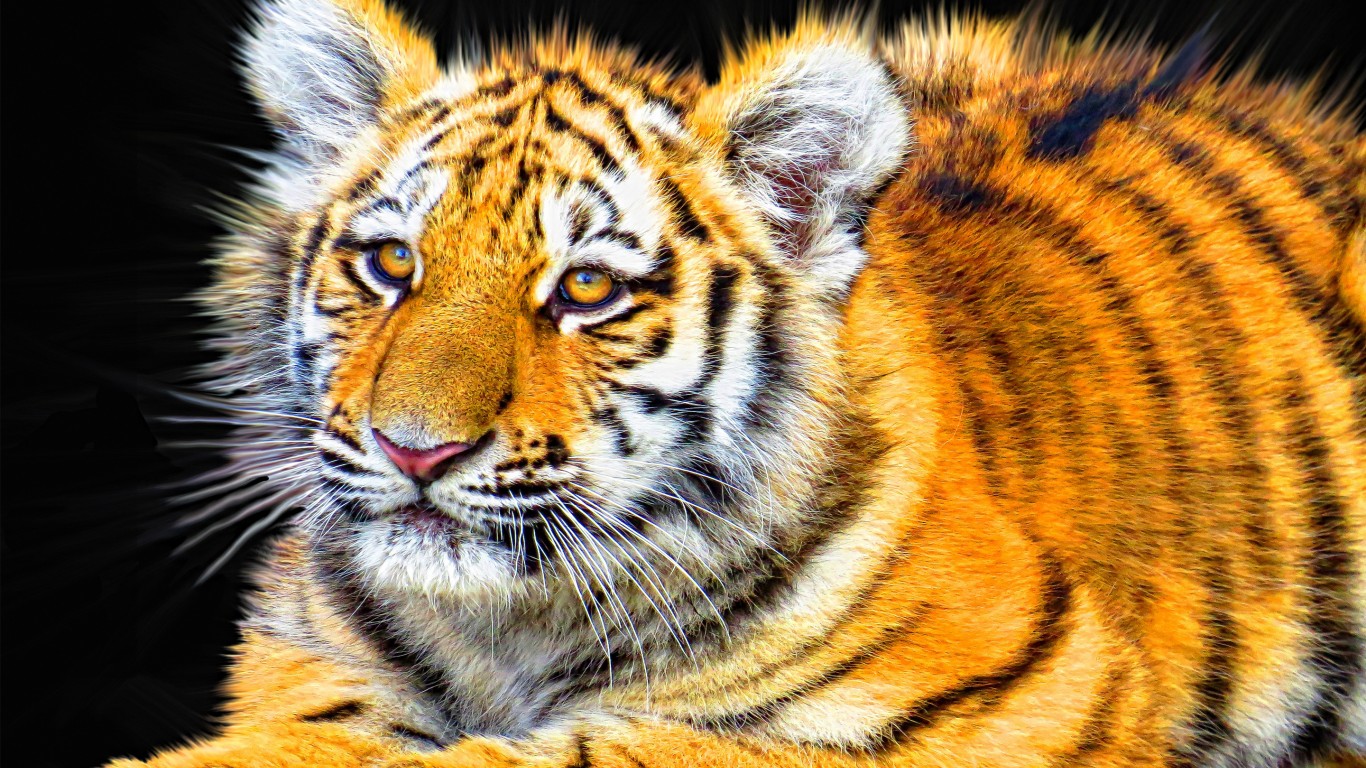 Тигр И Кошка Фото - HD Wallpaper 