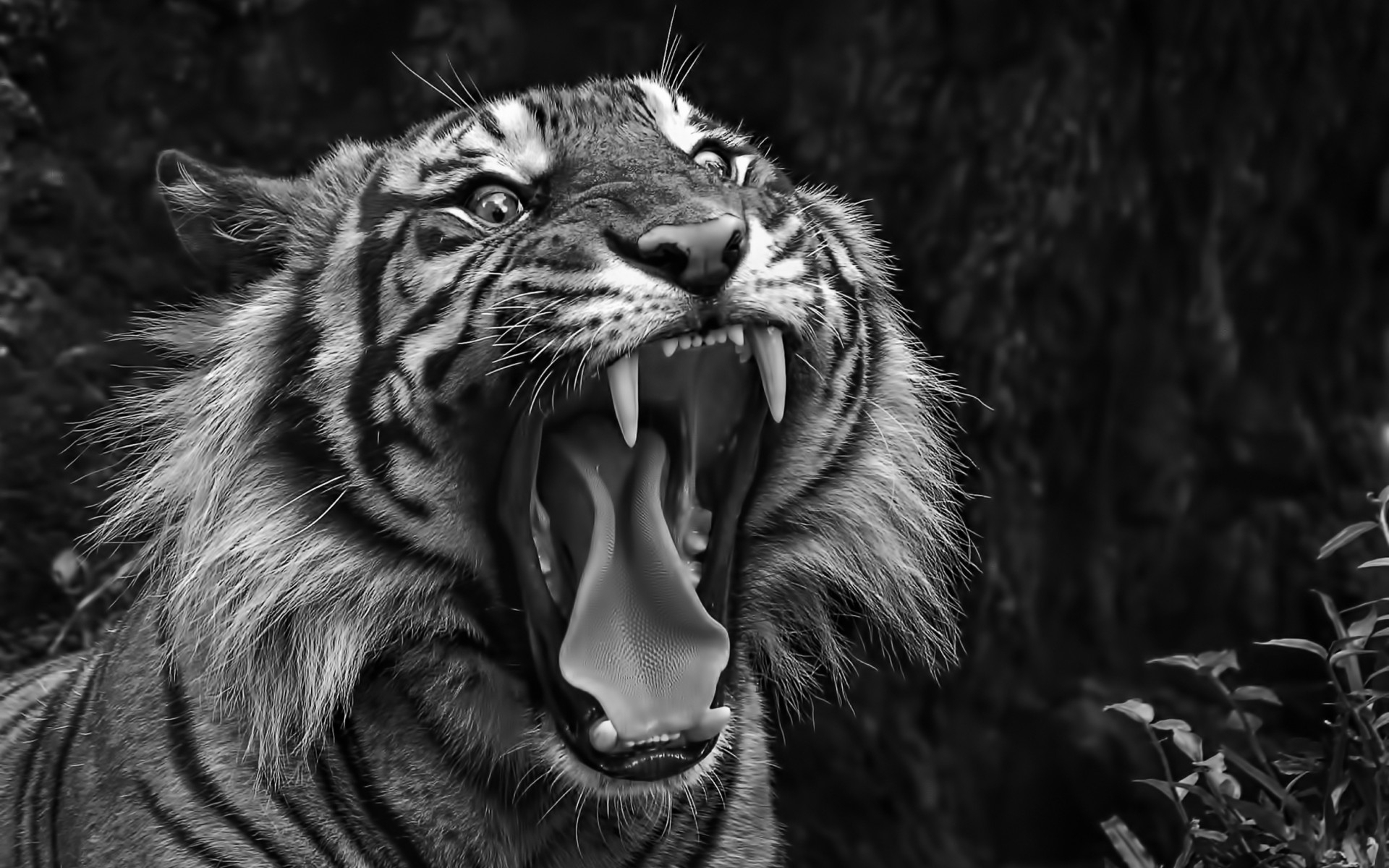 Tiger Hd Wallpapers Download - Black And White Photography Tiger Background - HD Wallpaper 