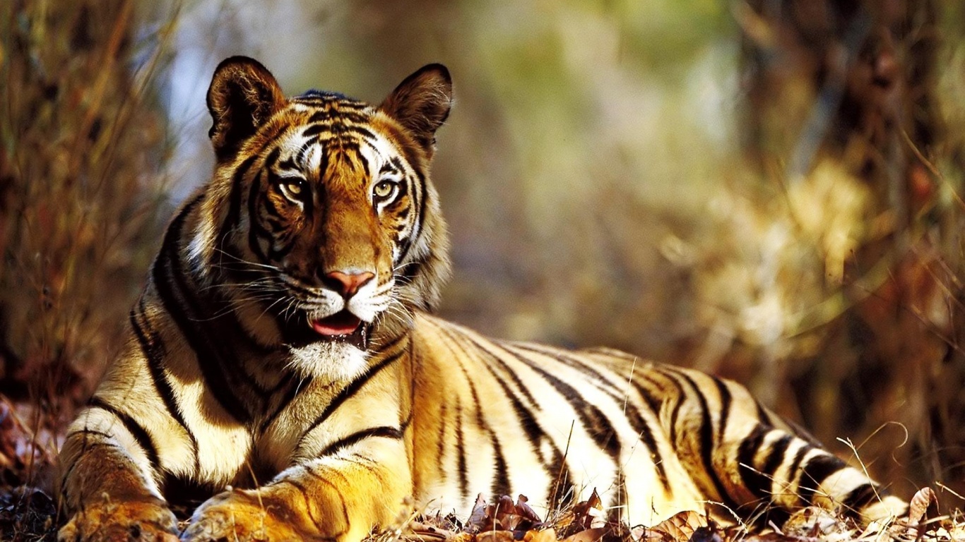 High Resolution Tiger Hd - HD Wallpaper 