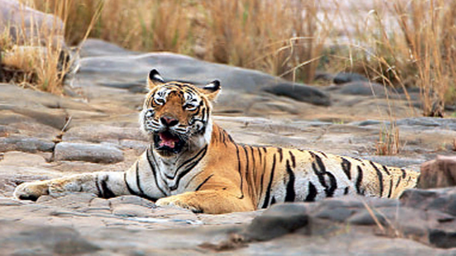 Ranthambore National Park - HD Wallpaper 