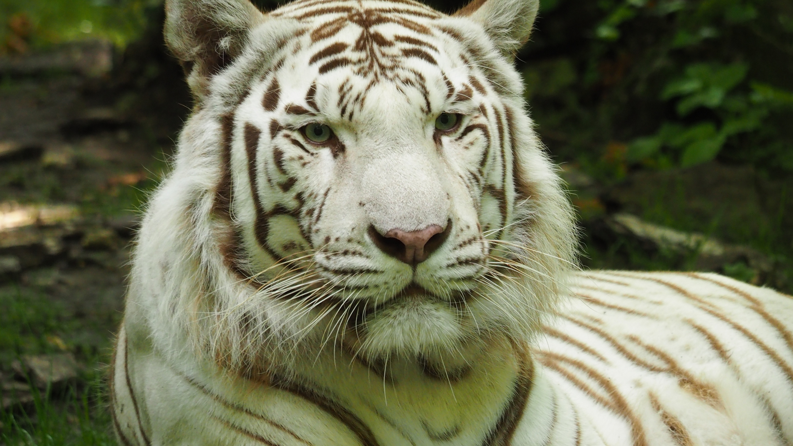 White Tiger - HD Wallpaper 