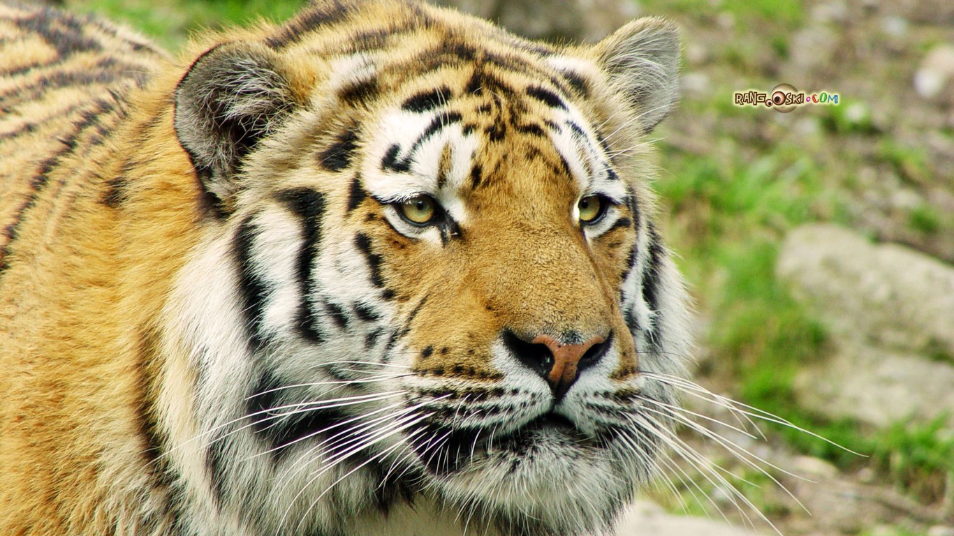 Tiger - HD Wallpaper 