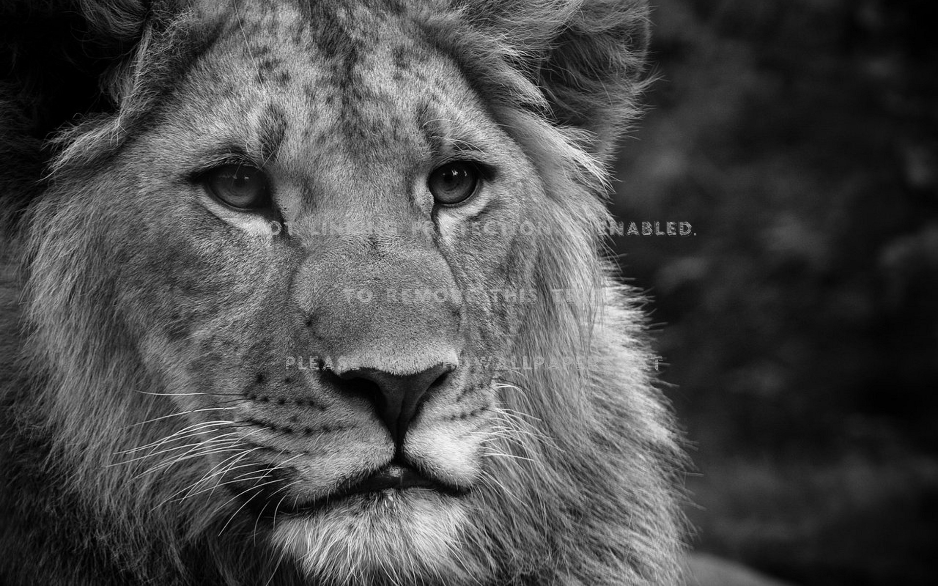 Nice Black And White King Tiger Hd Cool Wow - Lions Black And White Hd - HD Wallpaper 