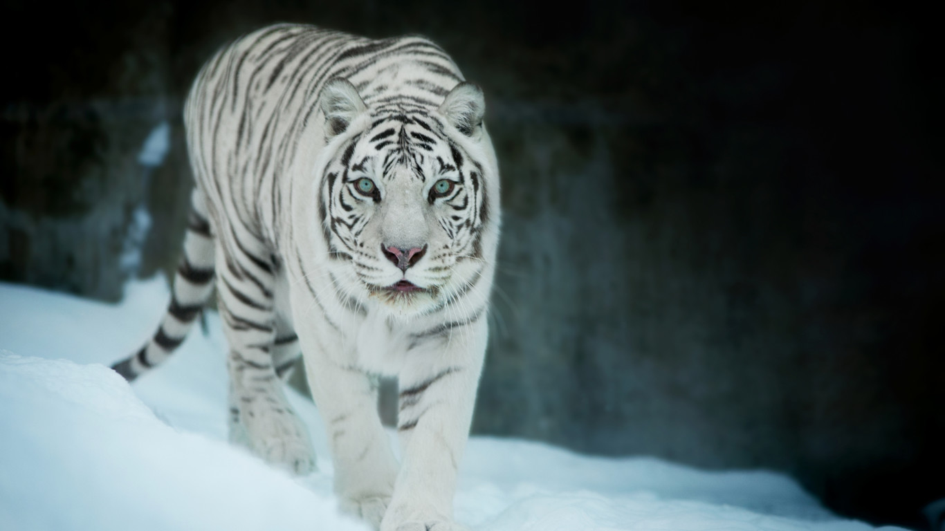 White Tiger On Snow - HD Wallpaper 