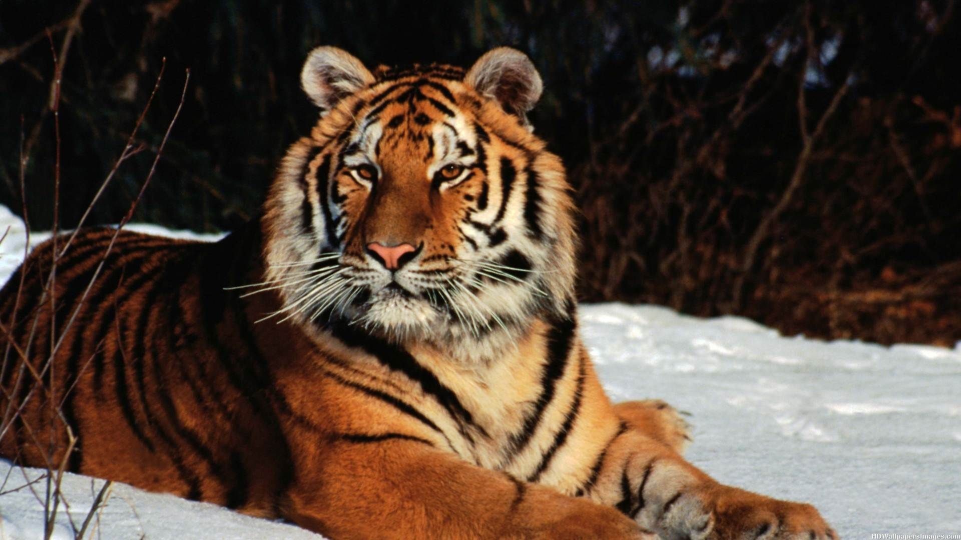 Winter Tiger Wild Cat - HD Wallpaper 