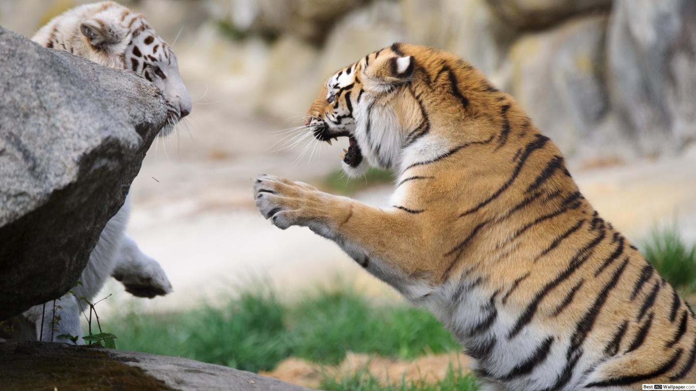 Tiger Fight - HD Wallpaper 