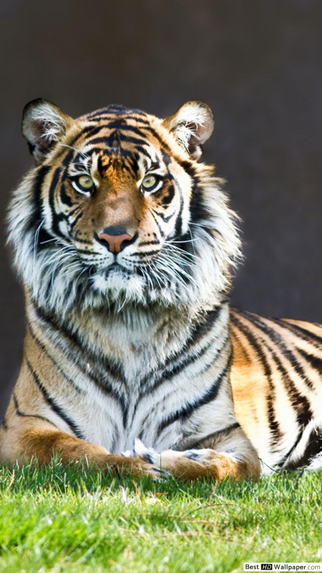 Point Defiance Zoo & Aquarium - HD Wallpaper 