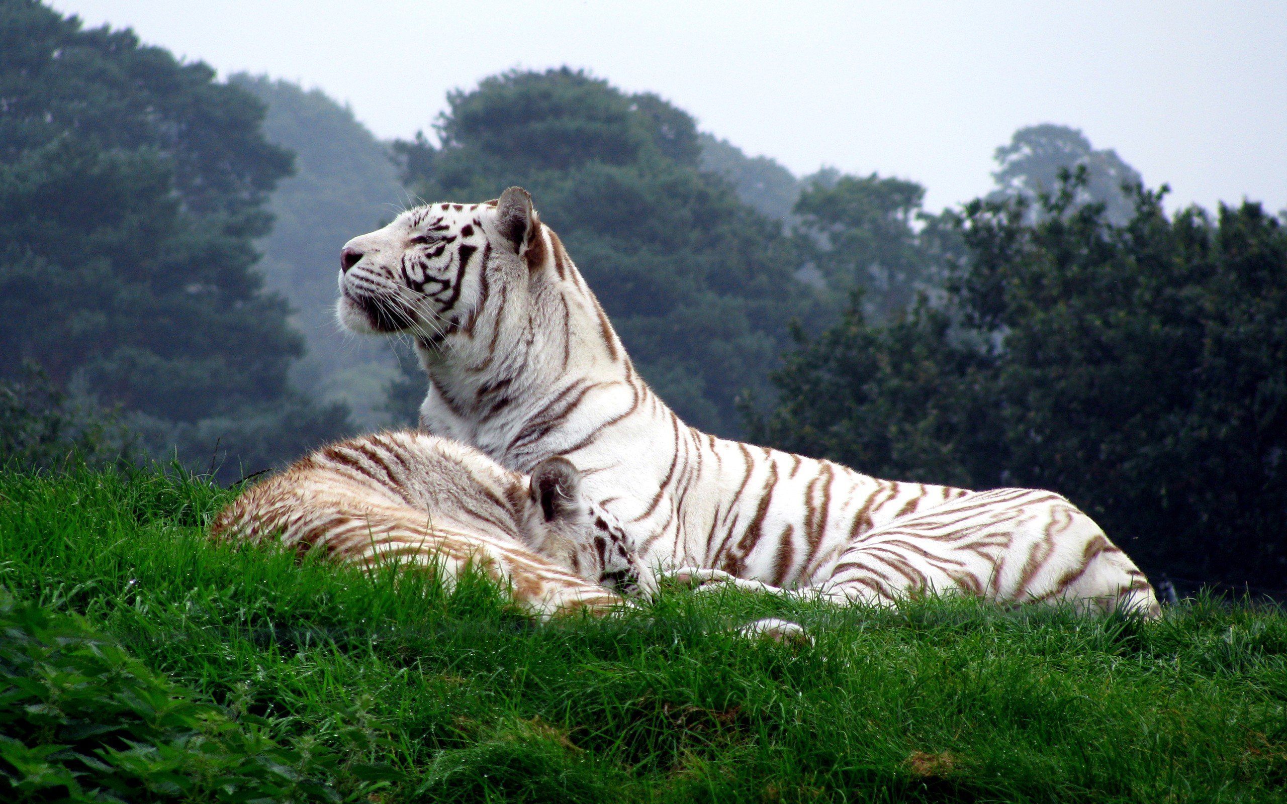 White Tiger In Nature - HD Wallpaper 