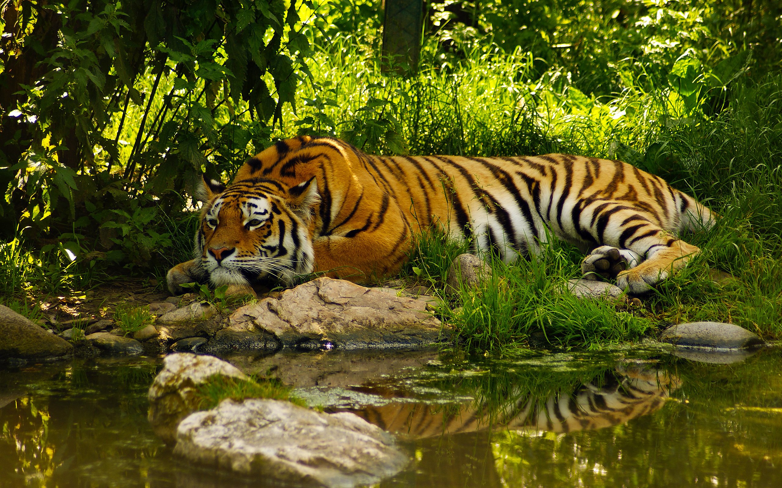 The King Of Jungle Tiger Wallpaper - Nature Windows 8 Wallpaper Hd -  2560x1600 Wallpaper 