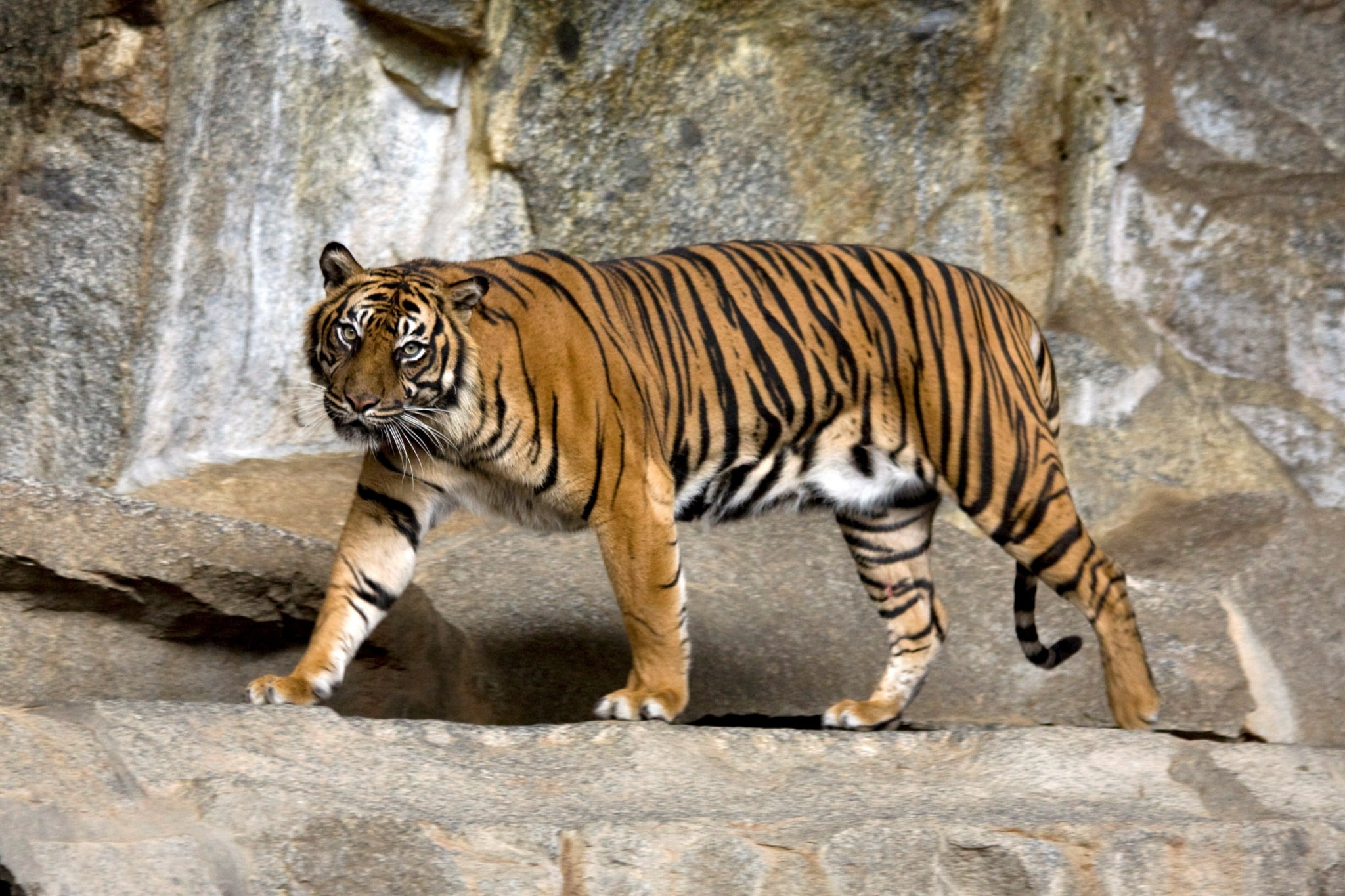 Sumatran Tiger - HD Wallpaper 