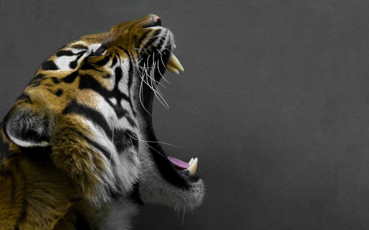 Tiger Wallpaper - Tiger Open Mouth Side View - HD Wallpaper 