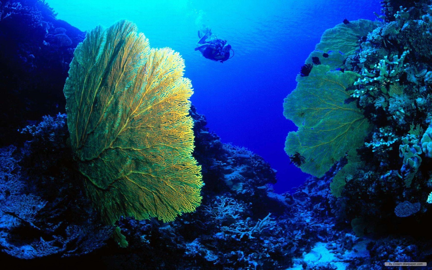 Ocean Life Wallpapers Wallpaper - Deniz Altı Görüntüsü - HD Wallpaper 