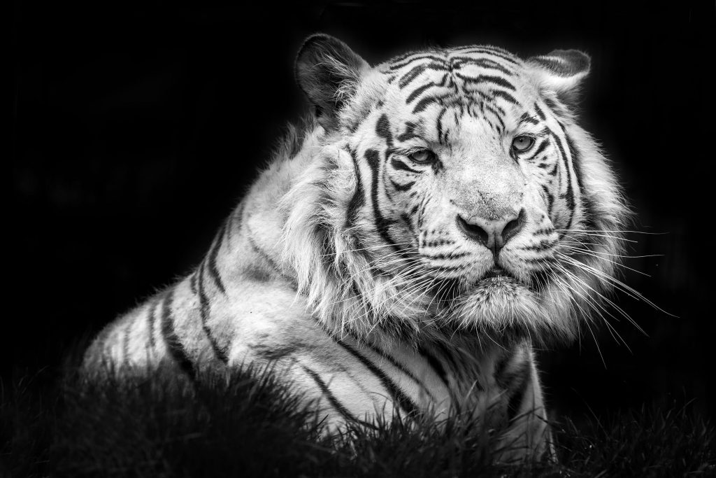 Tiger Monochrome Animal White 4k Wallpaper - White Tiger Black And White Hd - HD Wallpaper 