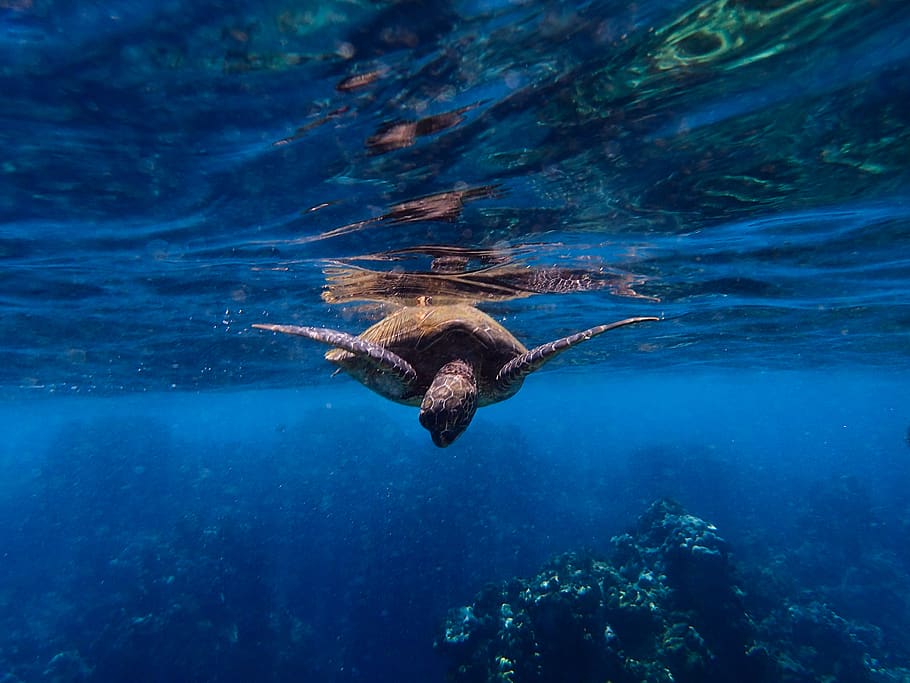 Loggerhead Sea Turtle - HD Wallpaper 