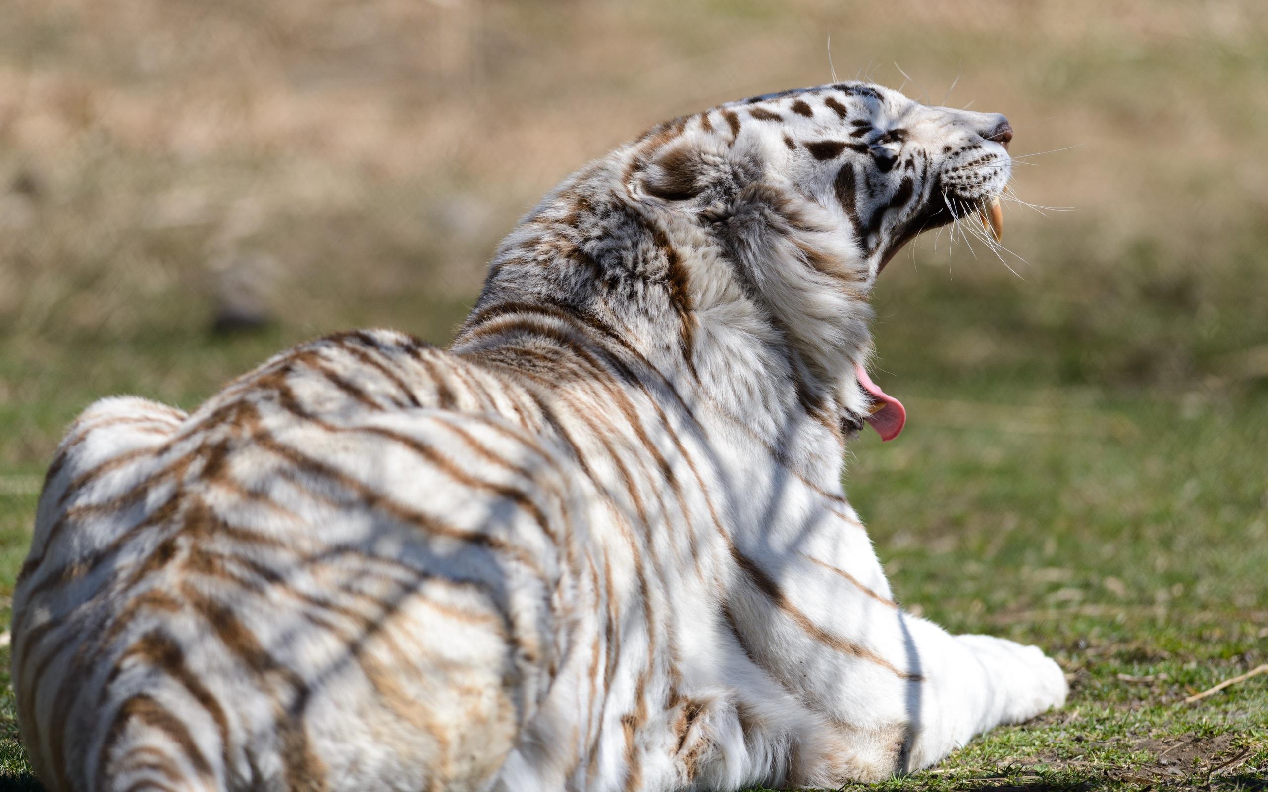 Hd Tiger White Wild Cat Widescreen Wallpaper - Wildcat - HD Wallpaper 