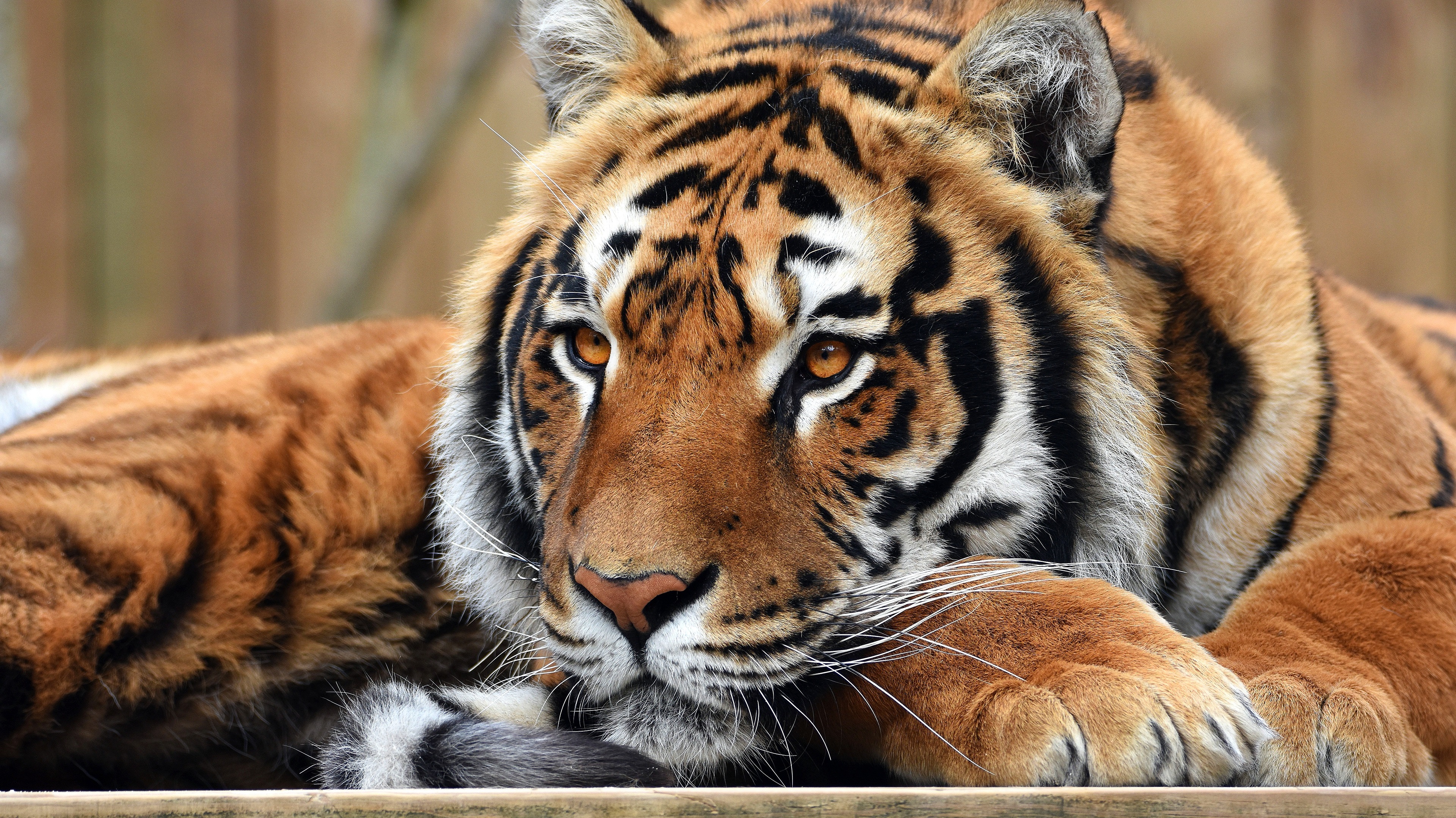 Wallpaper Tiger Rest, Look, Face, Paws - Tiger Rest - HD Wallpaper 