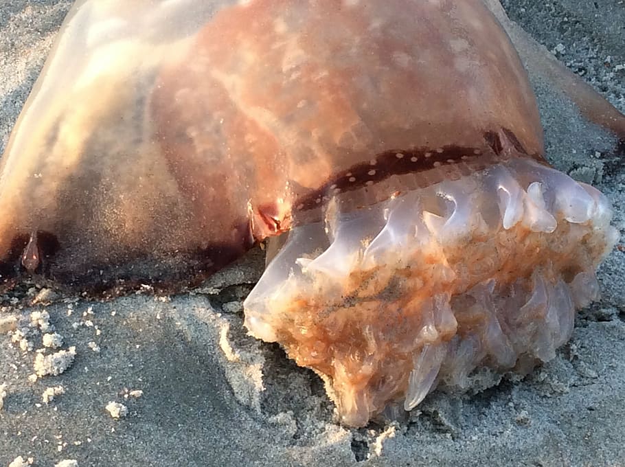 Cannonball Jellyfish, Gills, Beach, Ocean Life, Sea-life, - Sea - HD Wallpaper 