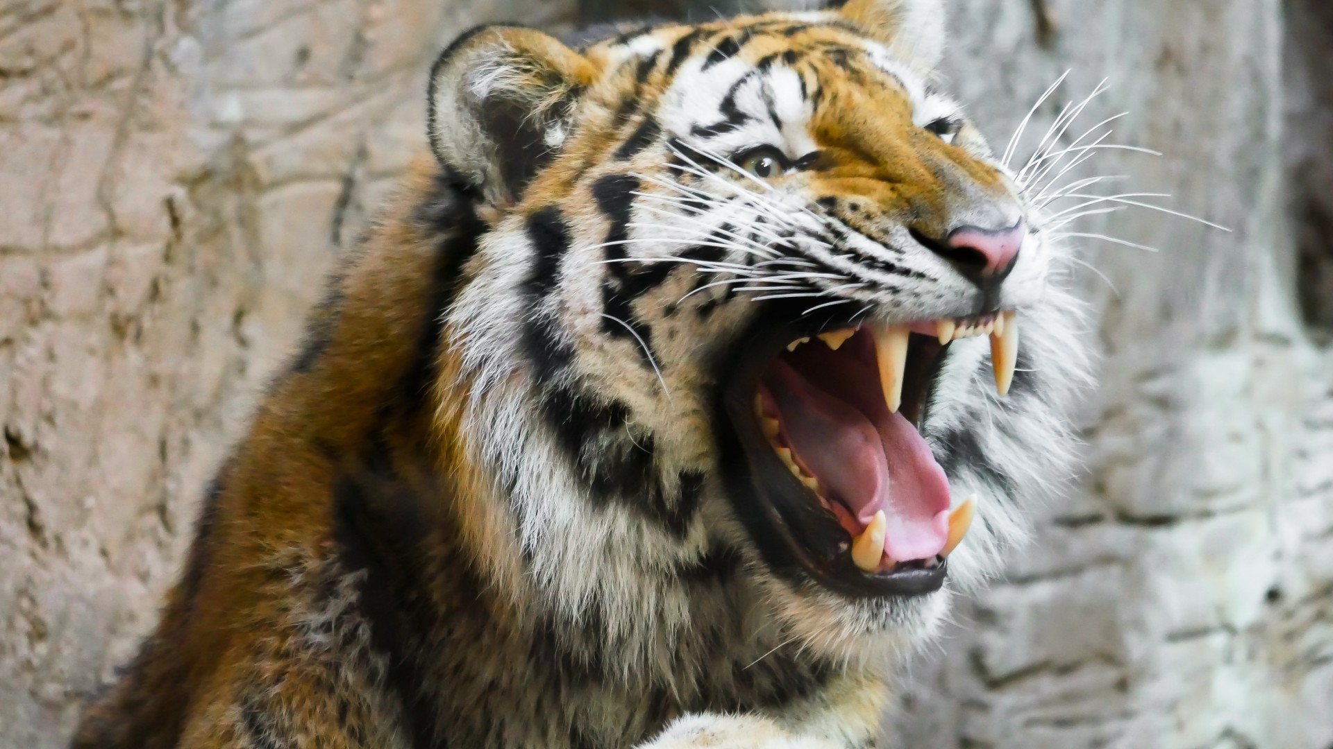 Tiger, Predator, Teeth, Open Mouth, Big Cats - Tiger Teeth - 1920x1080
