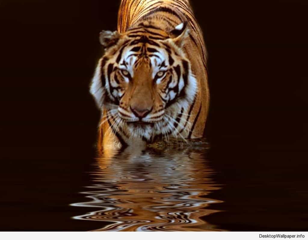 Tiger No Copyright - HD Wallpaper 