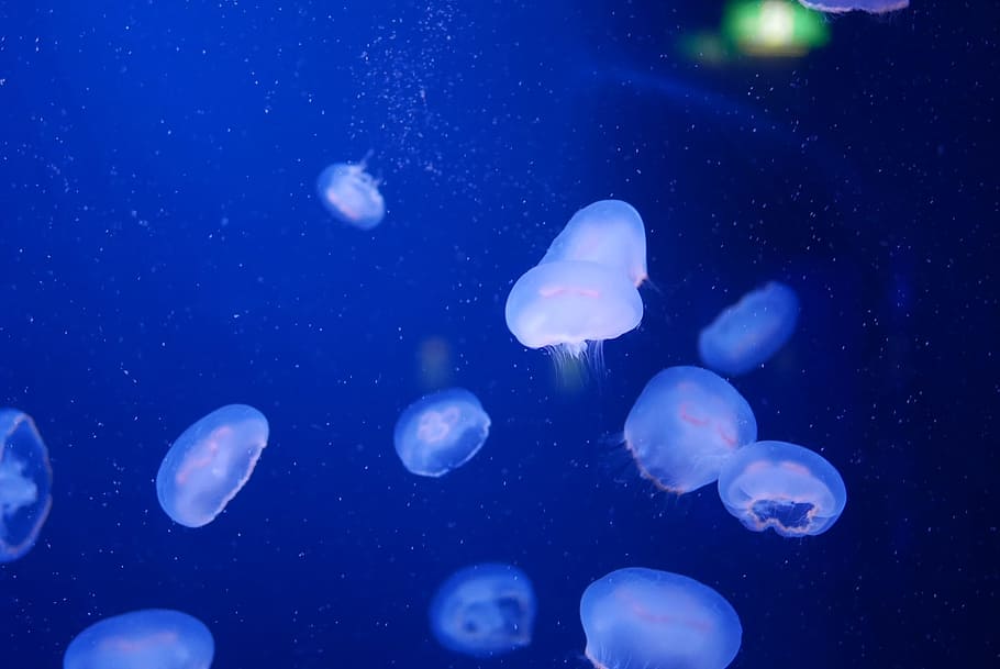 Jellyfish, Aquarium, Sea, Underwater, Ocean, Life, - Jellyfish - HD Wallpaper 