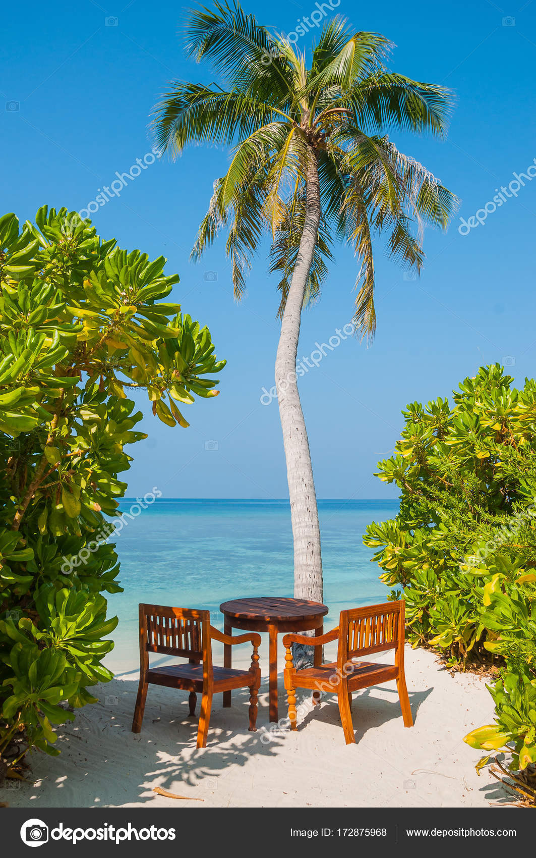 Attalea Speciosa - HD Wallpaper 