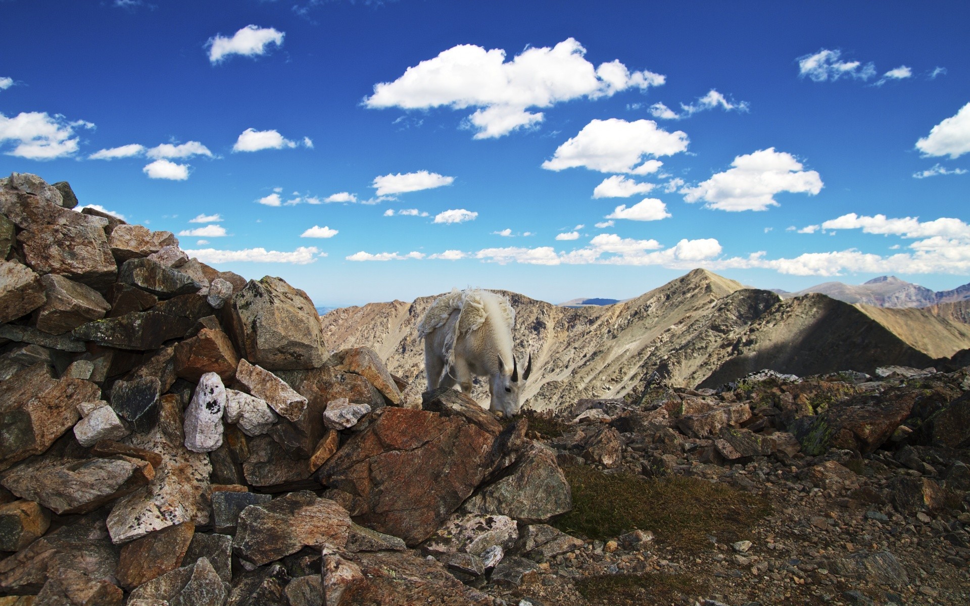 Animals Landscape Mountain Sky Rock Nature Travel Outdoors - Rocky Mountain Top - HD Wallpaper 