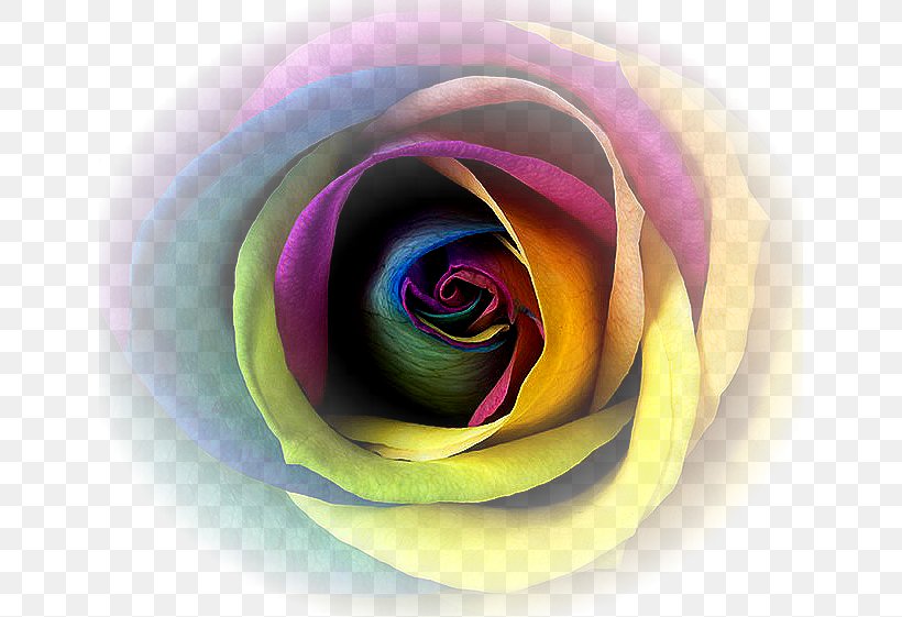 Rainbow Rose Flower Petal Wallpaper, Png, 640x561px, - Rainbow Rose Cartoon - HD Wallpaper 