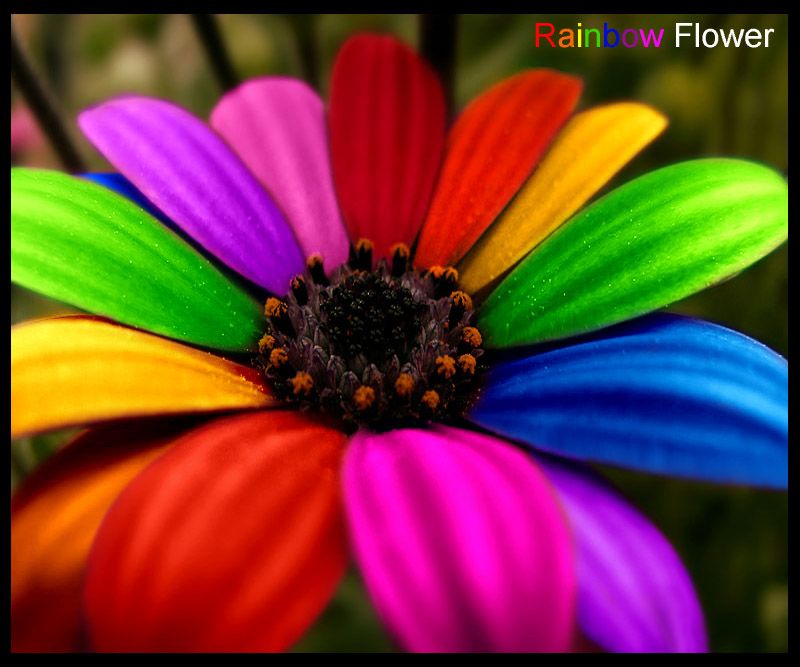 Rainbow Flower Hd - HD Wallpaper 