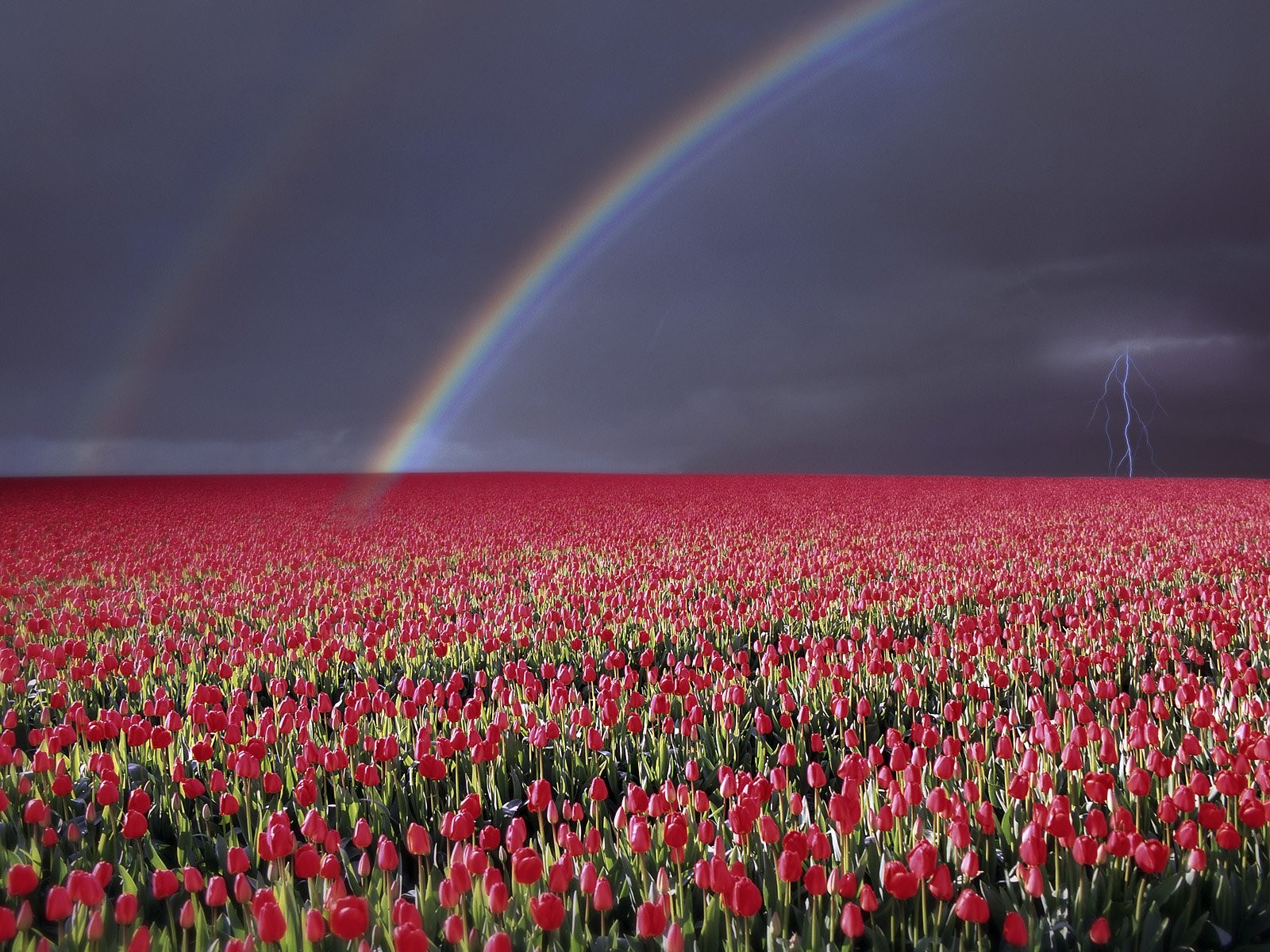 Backgrounds Flower Field - HD Wallpaper 