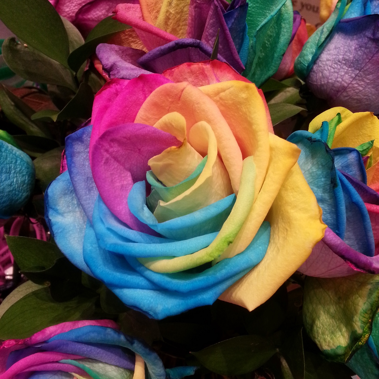 Wallpaper Rose, Rainbow, Multicolored - Rainbow Flower Iphone - HD Wallpaper 