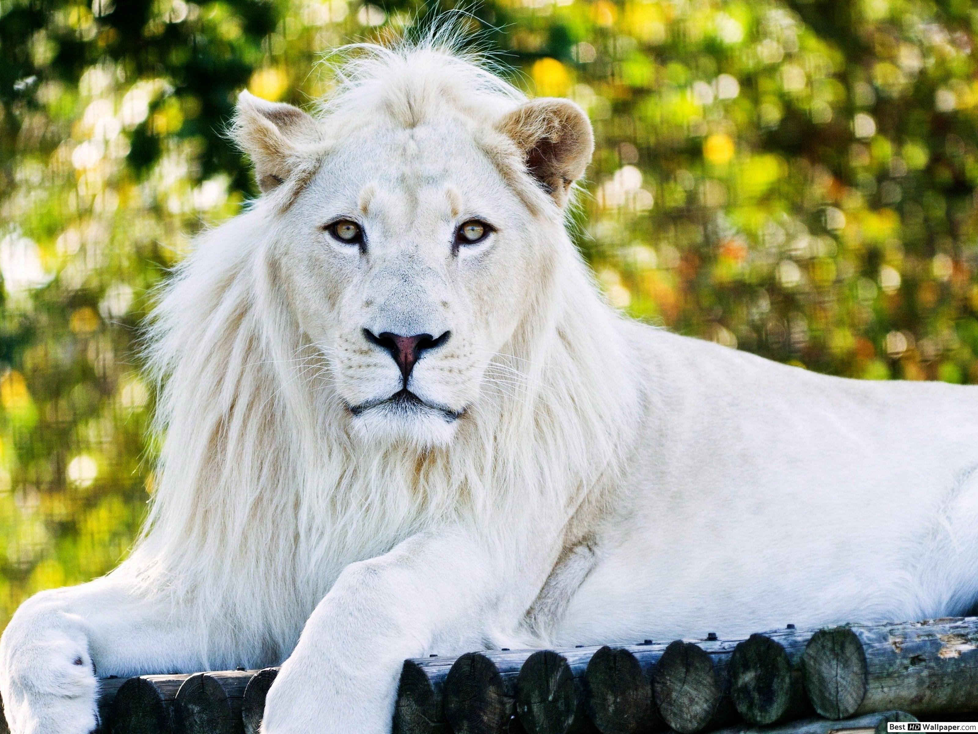 Full Hd White Lion - HD Wallpaper 