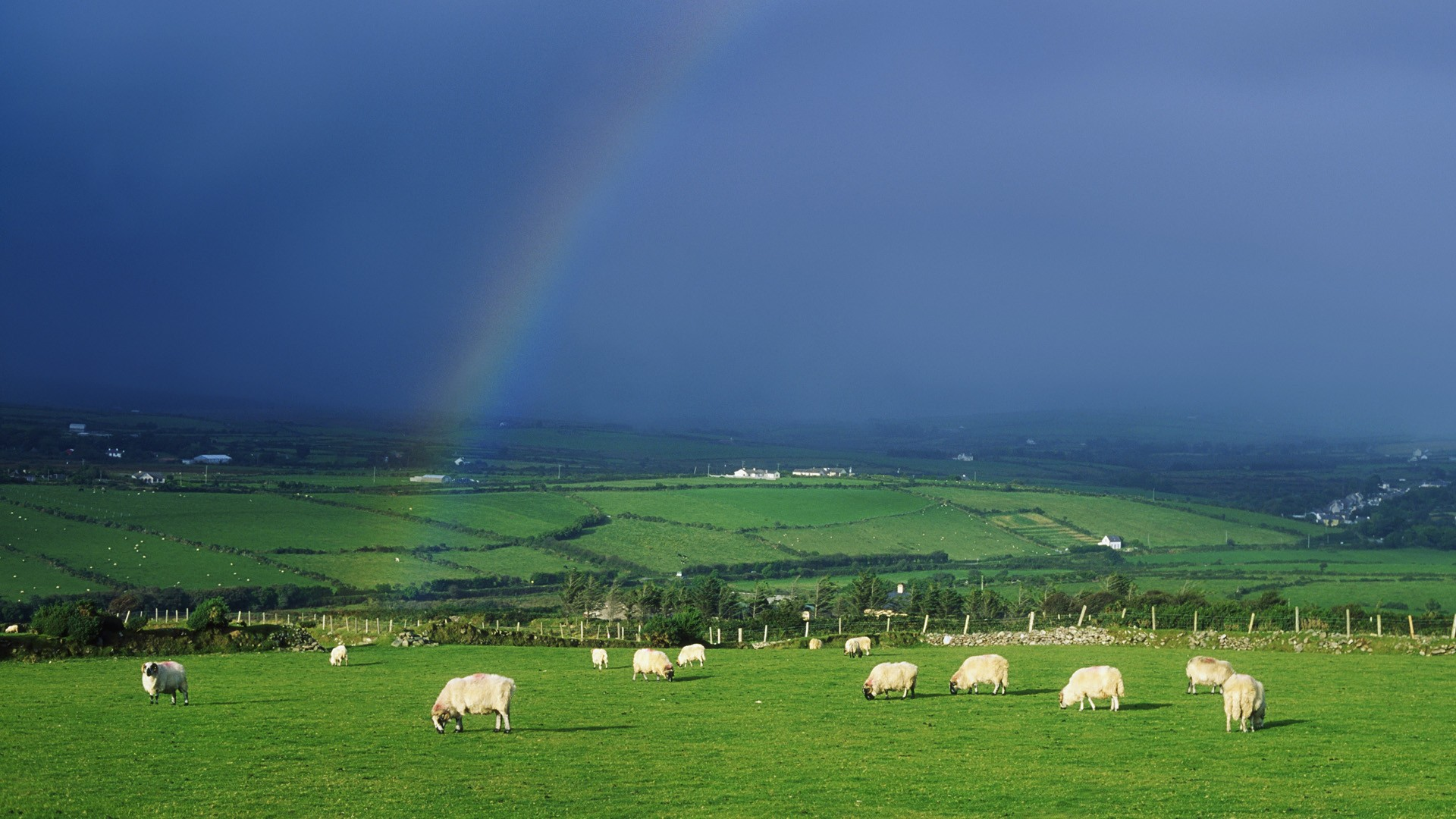 Rainbow Over Ireland - Ireland Sheep - HD Wallpaper 