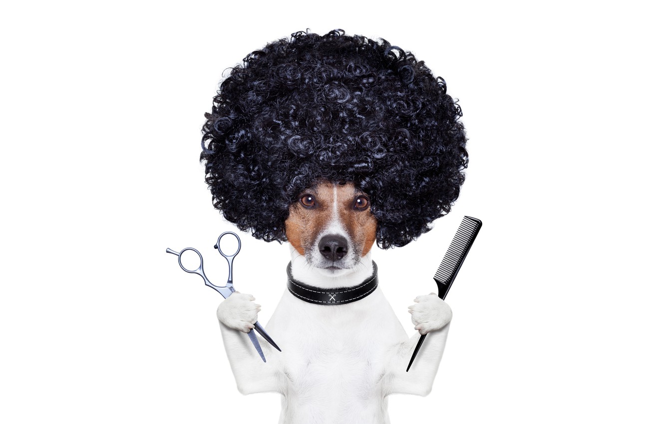 Photo Wallpaper Hairdresser, Photoshop, Humor, Hairstyle, - Cachorro Banho E Tosa - HD Wallpaper 