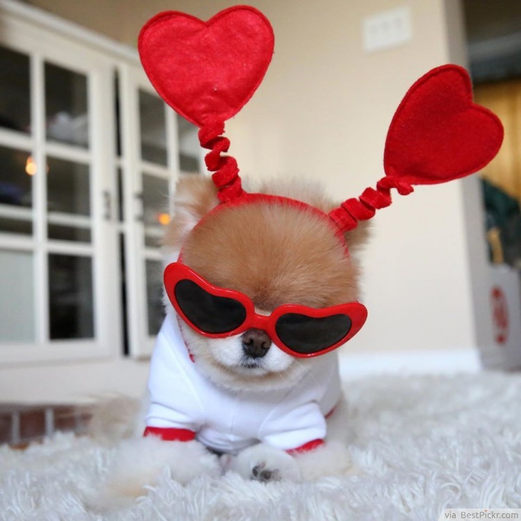 Boo The Dog Valentines - HD Wallpaper 