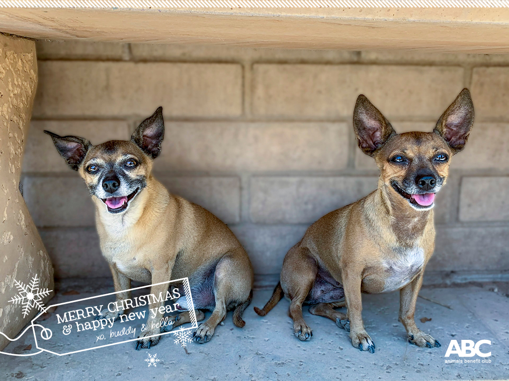 Buddy And Bella Holiday Wallpaper - Chihuahua - HD Wallpaper 