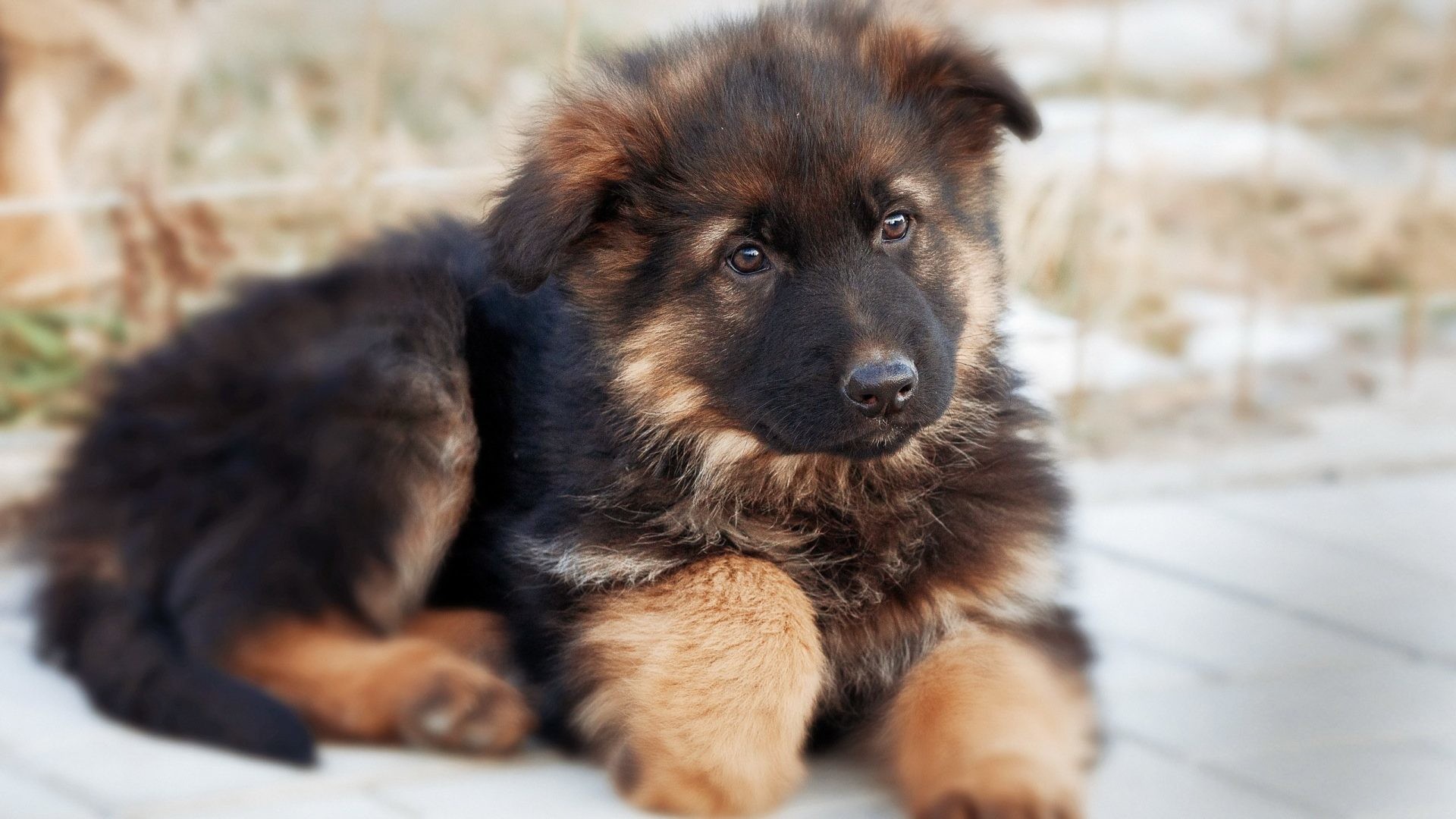 German Tag - Cute Puppy German Shepherds - HD Wallpaper 