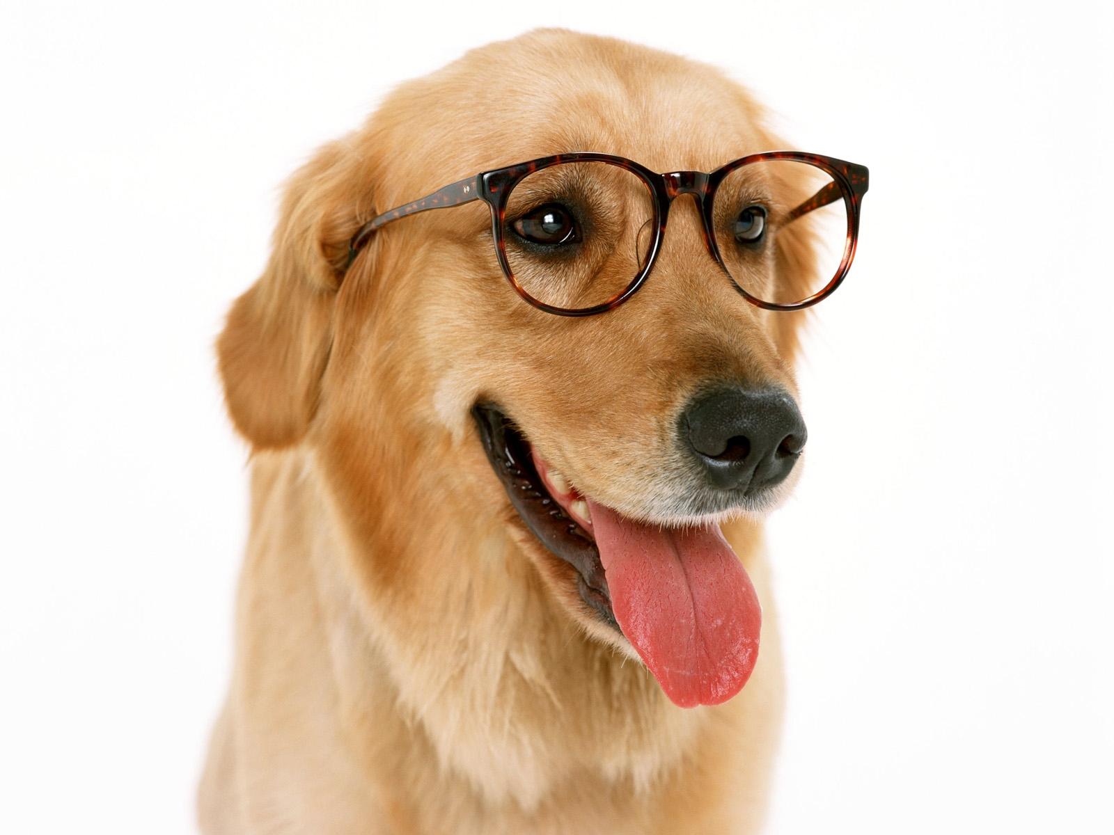 Dog Wearing Glasses - HD Wallpaper 