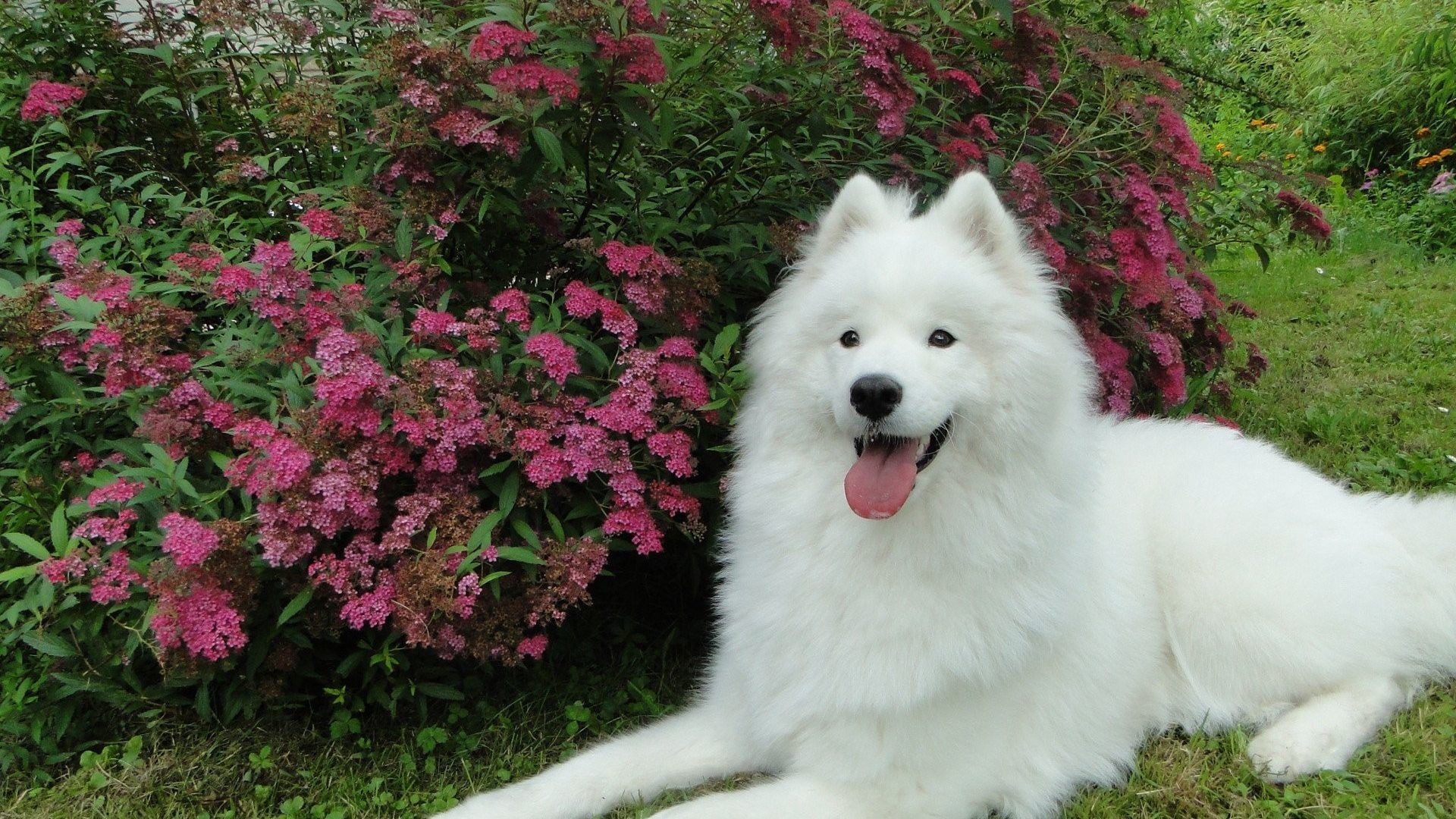 Samoyed Tag - Aesthetic Samoyed - HD Wallpaper 
