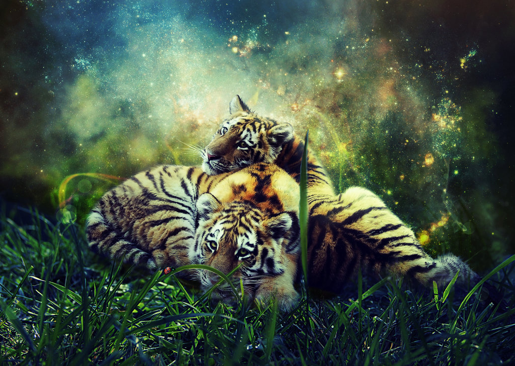 1 Wallpapers - Tigers Cubs - HD Wallpaper 