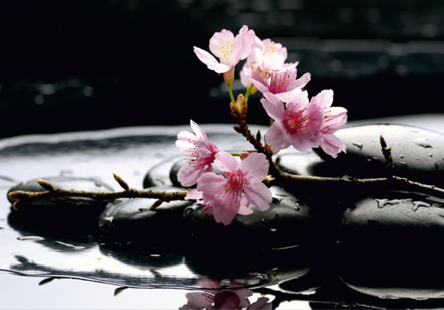 Cherry Blossom Nature - HD Wallpaper 