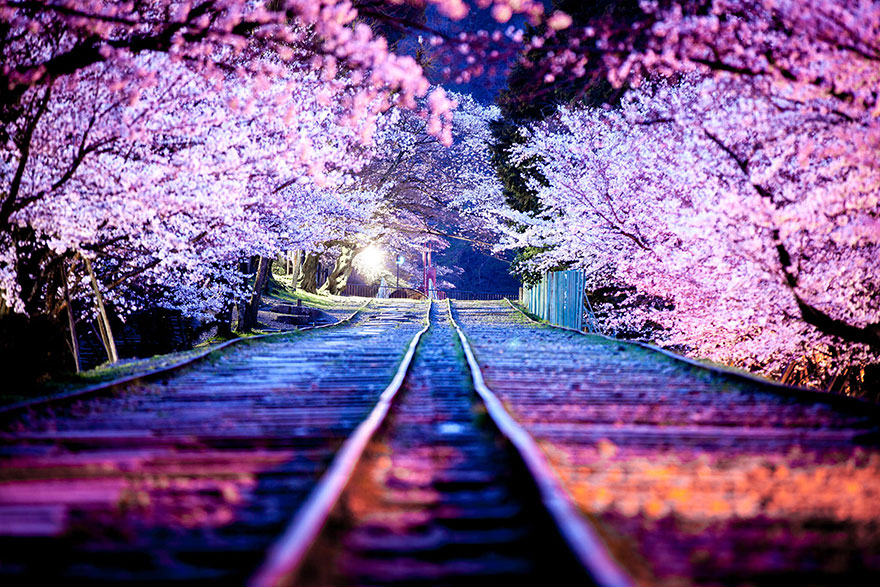 Cherry Blossoms In Japan At Night - HD Wallpaper 