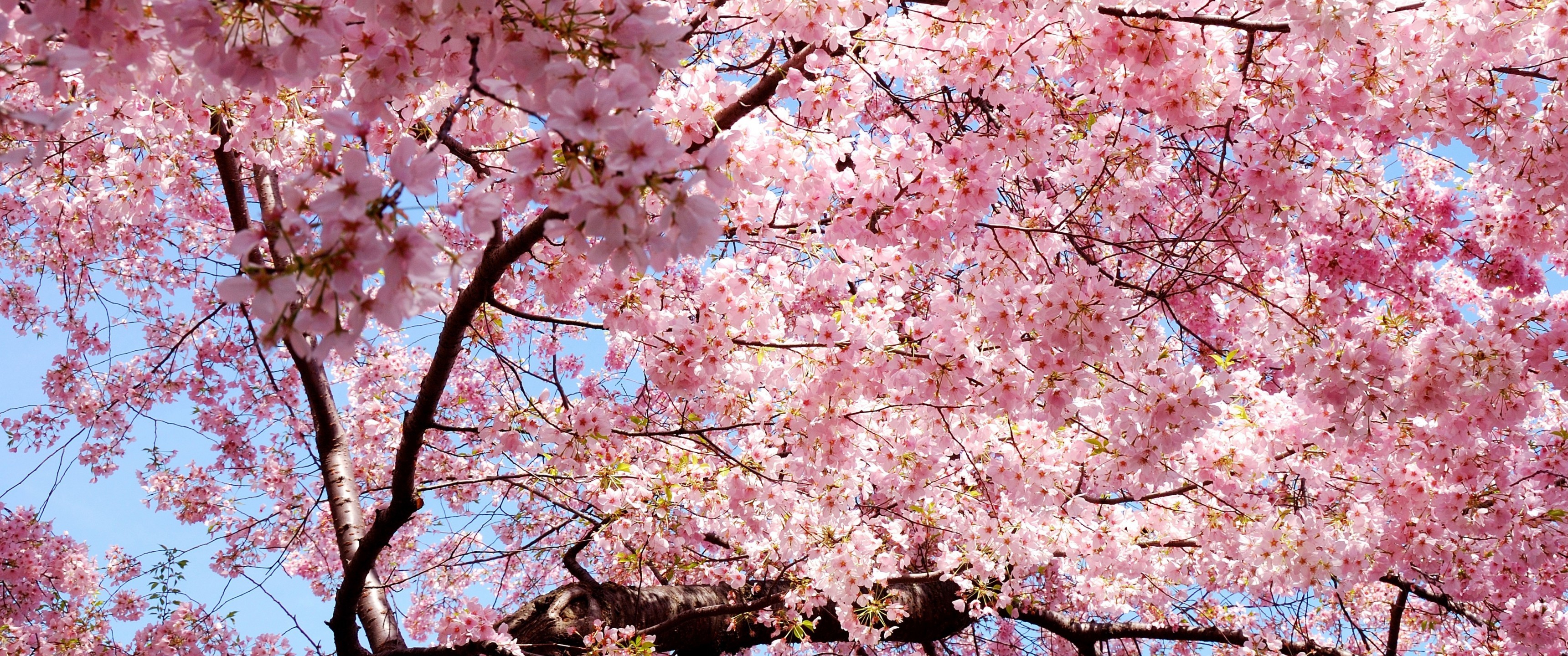 Cherry Blossom, Leaves, Petals, Pink, Tree - Cherry Blossoms - HD Wallpaper 