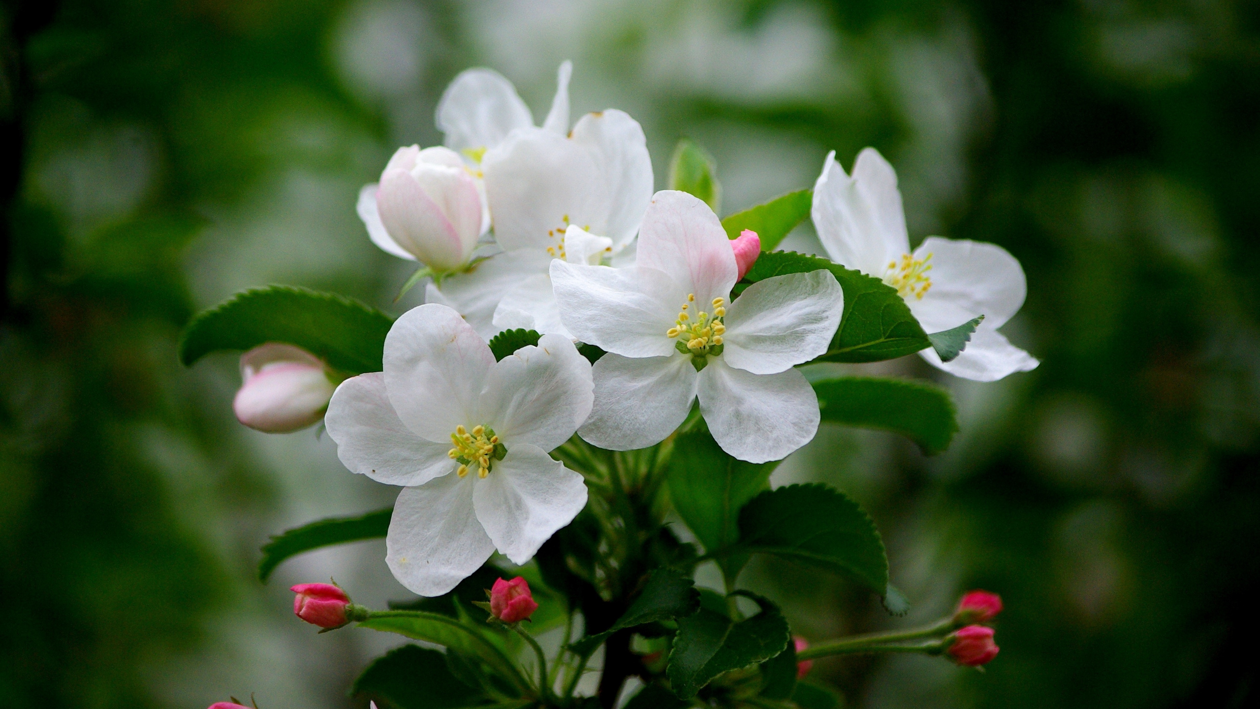 Apple Blossom, White Flowers, Blur, Nature, Wallpaper - HD Wallpaper 