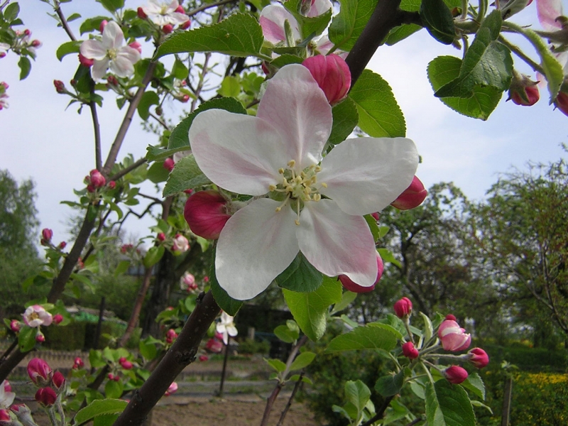 Apple Blossoms On An Apple Tree In Spring Apple Blossom Tree 800x600 Wallpaper Teahub Io Apple Blossoms On An Apple Tree In Spring Apple Blossom Tree 800x600 Wallpaper Teahub Io