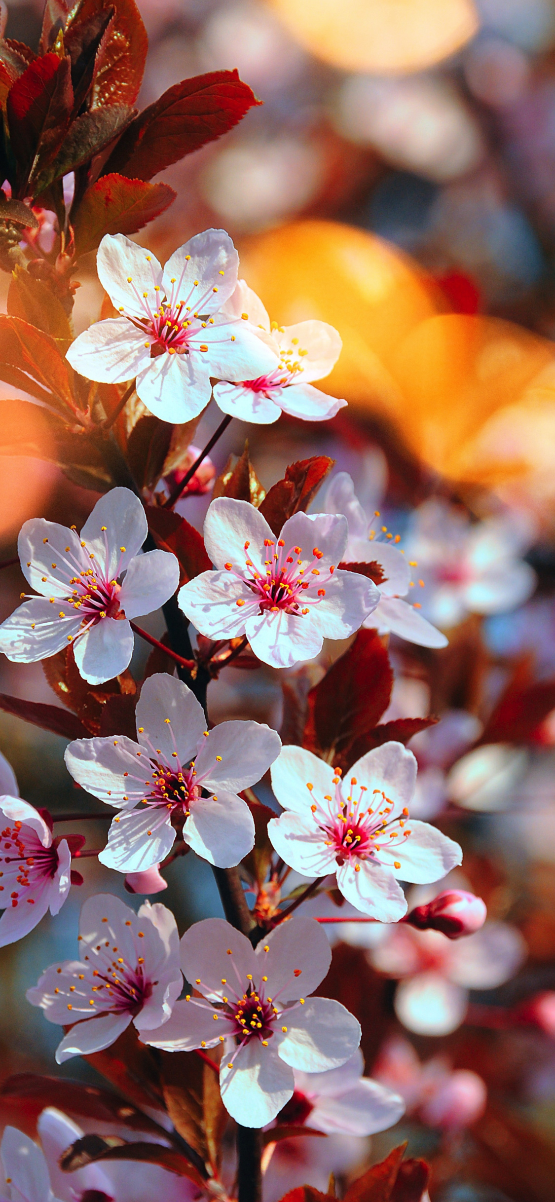 Cherry Blossom, Pink Flowers, Close Up, Spring, Wallpaper - HD Wallpaper 