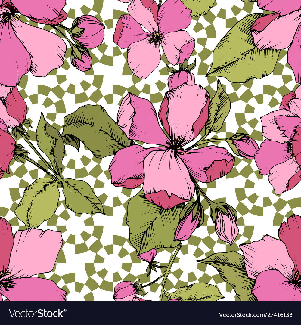 Impatiens - HD Wallpaper 