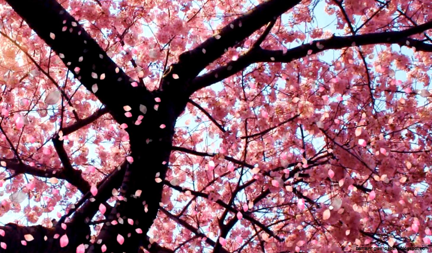 Desktop Cherry Blossom Wallpaper - Chinese Cherry Blossom - HD Wallpaper 